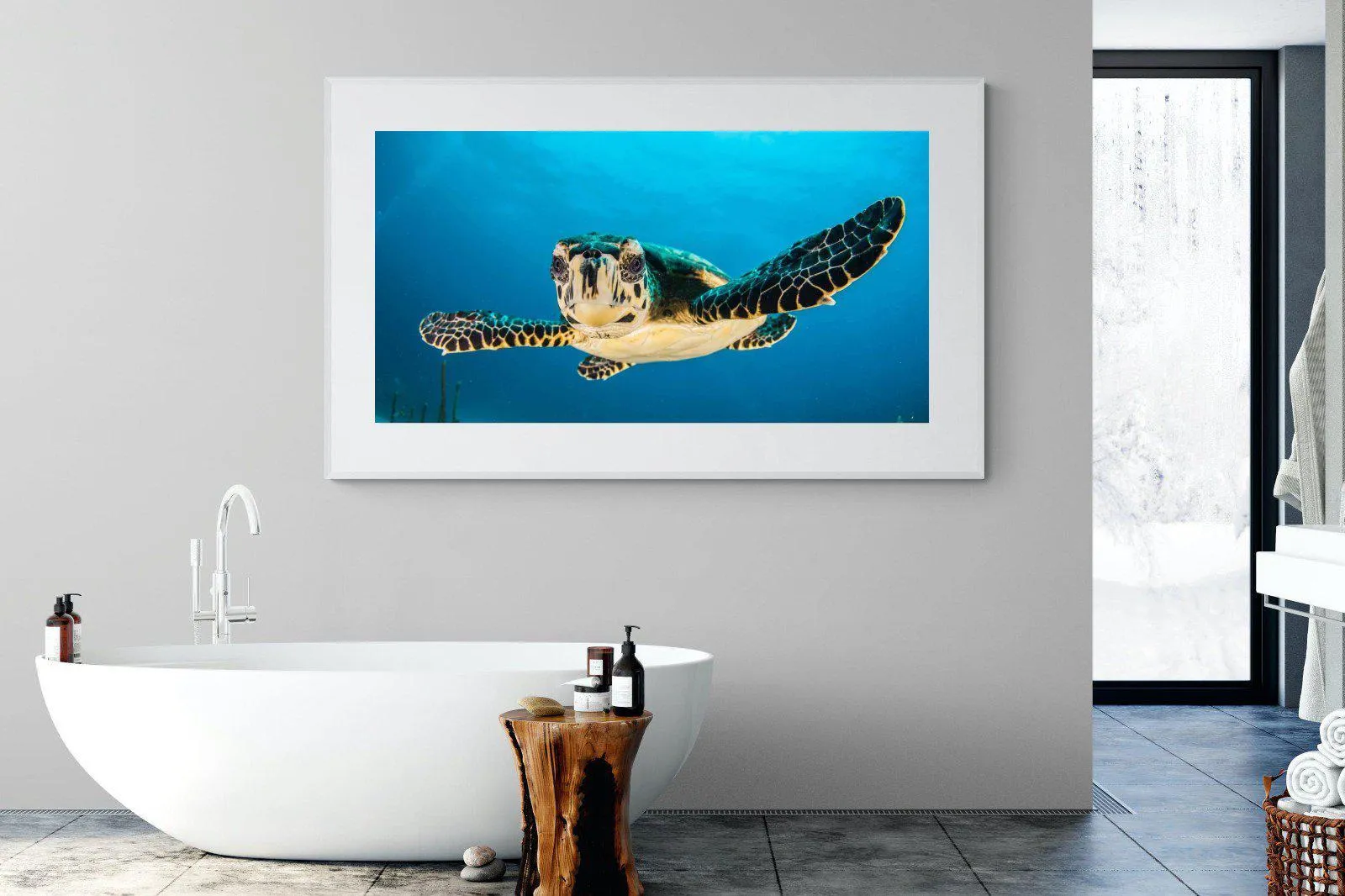 Baby Turtle