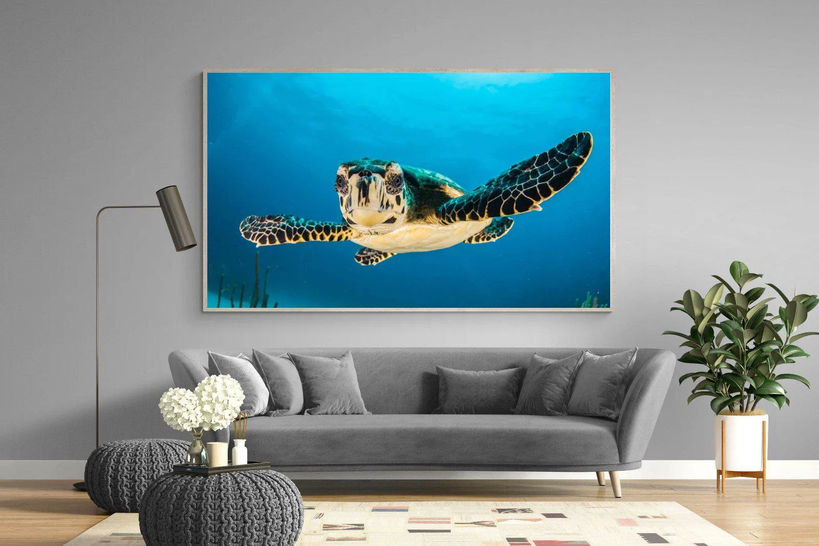 Baby Turtle