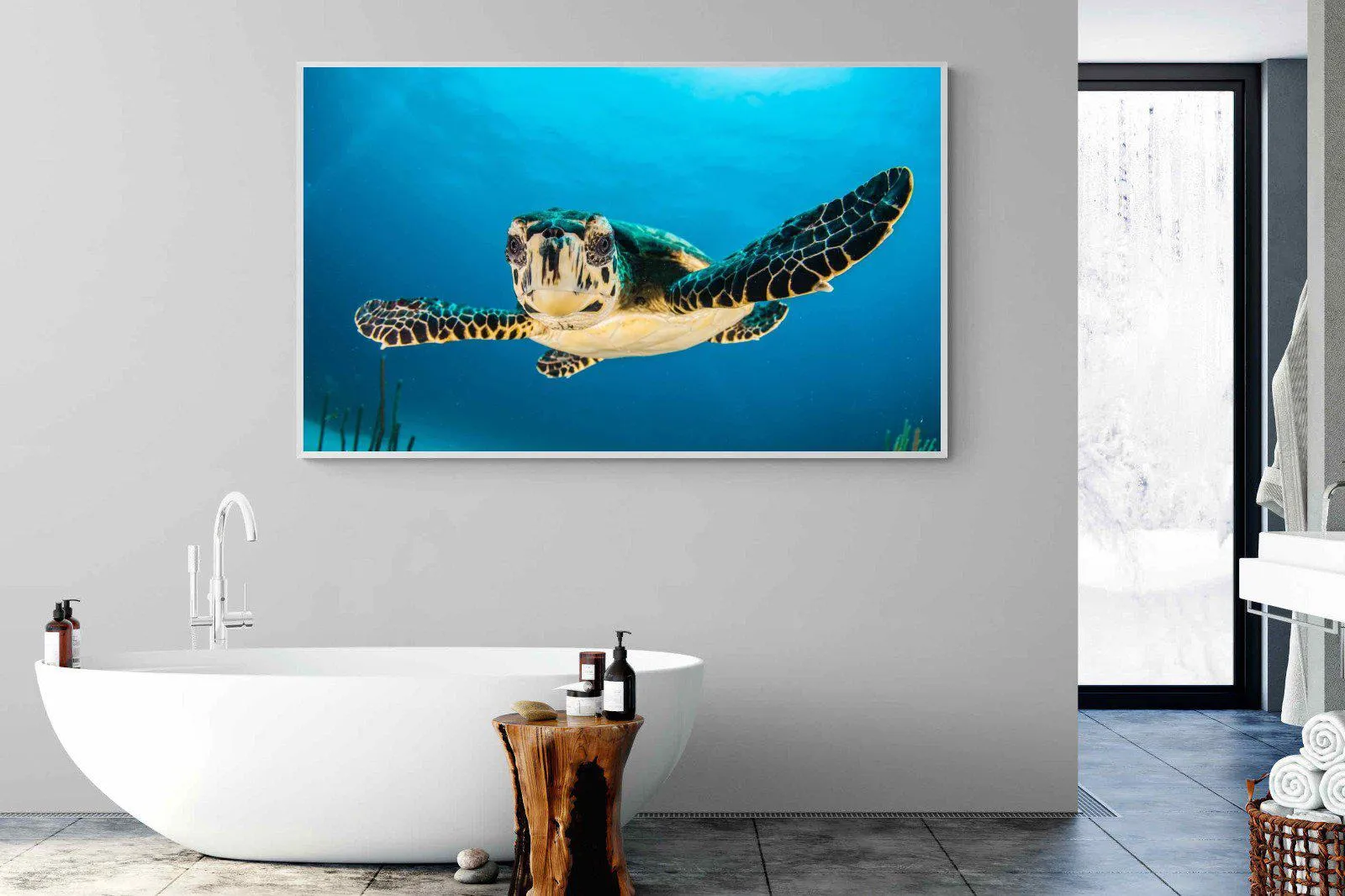 Baby Turtle