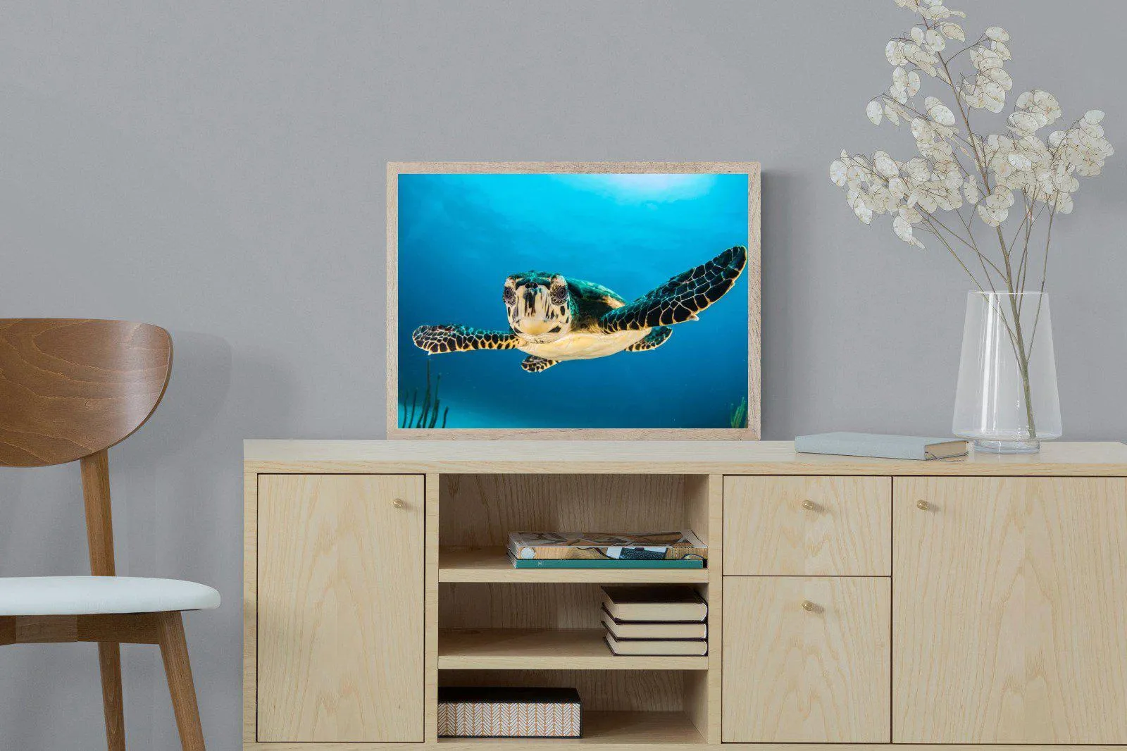 Baby Turtle